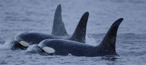 la orca que ayudó.